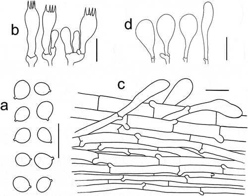 Figure 5. Microscopic features of Tricholomopsis aculeata (type, HKAS 129330). (a) Basidiospores; (b) Hymenium; (c) Pileipellis; (d) Cheilocystidia. Bars: a – b = 10 μm, c – d = 20 μm.