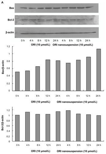 Figure 6 The effect of oridonin nanosuspension and free oridonin on apoptosis-related proteins in PANC-1 cells. (A) The expression of Bax, and Bcl-2. (B) The expression of pro-caspase-3. (C) The effect of free oridonin and oridonin nanosuspension on caspase-3 activity.Notes: **P < 0.01 vs control group, ***P < 0.001 vs control group; #P < 0.05 vs oridonin group, ##P < 0.05 vs oridonin group.Abbreviation: ORI, oridonin.