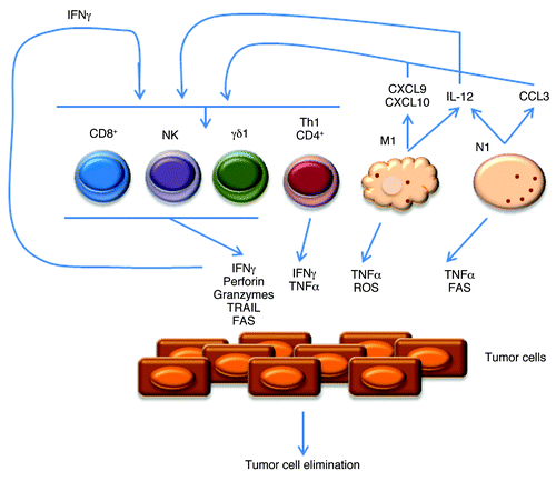 Figure 1. Anti-tumor infiltrating leukocytes and molecular mechanisms of action. Representation of the main anti-tumor lymphoid and myeloid cells. N1 and M1 refer to neutrophil and macrophage subsets, respectively. γδ1 and Th1 refer to IFNγ-producing γδ and CD4+ T cells, respectively. Depicted are also molecules produced by these leukocytes, including cytokines that impact on cell differentiation and expansion, and chemokines that control their recruitment/infiltration into tumors.