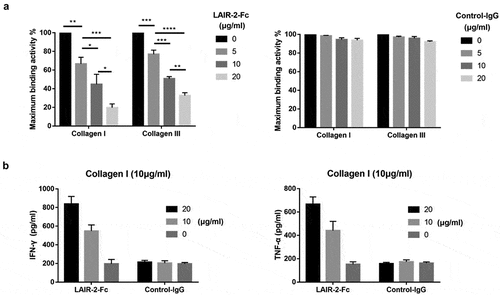 Figure 3. LAIR-2 reversed immune suppression mediated by LAIR-1. (a) LAIR-2-Fc blocked the binding of collagen I/III to LAIR-1-expressing U937 AML cells in a dose-dependent manner. Ninety-six-well plates were coated with collagen I or III. Subsequently, collagen I or III was incubated with different concentrations of LAIR-2-Fc fusion protein or control IgG protein. CSFE-labeled U937 cells expressing hLAIR-1 were allowed to interact for 3 h. Percentage of adhering cells is shown. (b) Collagen-mediated suppression of IFN-γ and TNF-α production in human T cells is blocked by LAIR-2. T cells were stimulated with anti-CD2, anti-CD3 and anti-CD28 in the presence of collagen I (10 µg/mL), LAIR-2-Fc or control IgG. IFN-γ and TNF-α were measured in culture supernatants using IFN-γ- or TNF-α specific ELISA. Data represent the mean ± SEM (n = 3). *P < .05; **P < .01; ***P < .001; ****P < .0001