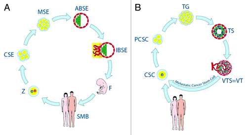 Figure 1. Stages of the life cycles of germline cells (A) and oncogerminative cells (B). (A) Z, zygote; CSE, cleavage stage embryo; MSE, morula stage embryo; ABSE, avascular blastocyst-stage embryo; IBSE, implanted blastocyst-stage embryo; F, fetus. SMB, sexually mature body. (B) CSC, cancer stem cell (i.e., oncogerminative cell); PCSC, parthenogenetic cancer stem cell (a pseudo-cleavage-stage embryo); TG, tumor germ (a morula-stage embryo-like structure); TS, tumor spheroid (an imitation avascular blastocyst-stage embryo); VTS/VT, vascularized tumor spheroid and/or vascularized tumor (an implanted blastocyst-stage embryo-like entity).