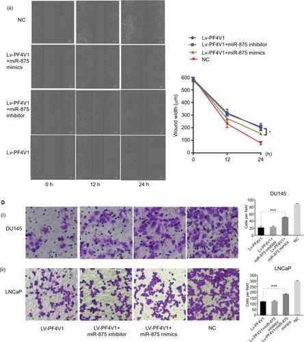 Figure 6 MiR-875-3p can derepress the effects on PCa cells proliferation, migration, and invasion from PF4V1.Notes: (A) The relative expression of miR-875-3p was investigated by qRT-PCR in PCa cell lines DU145 and LNCaP after the miR-875-3p mimics/inhibitor transfection. (B) The effects of miR-875-3p and PF4V1 on the proliferation of (i) DU145 and (ii) LNCaP cells were evaluated by CCK-8 tests. (C) The effects of miR-875-3p and PF4V1 on the migration of (i) DU145 and (ii) LNCaP cells were evaluated by wound healing assays. (D) The effects of miR-875-3p and PF4V1 on the invasion of (i) DU145 and (ii) LNCaP cells were evaluated by Transwell® assays with Matrigel®. The results were acquired from three independent experiments, and error bars represent mean and SD (Student’s t-test, *P<0.05, **P<0.01, ***P<0.001).Abbreviations: CCK-8, Cell Counting Kit-8; NC, negative control; PCa, prostate cancer; qRT-PCR, quantitative real-time PCR.