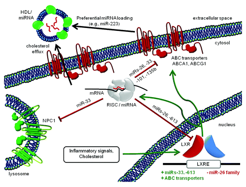 Figure 1. Cholesterol, HDL, and miRNAs. Mutual relationships of miRNAs and cholesterol transport components in the extracellular space, cytosol, lysosome, and nucleus (not to scale). Inhibitory and stimulatory effects are depicted in red and green, respectively. The mechanism(s) that impart specificity to miRNA HDL loading are unknown. Because of seemingly conflicting results concerning the effects of neutral sphyngomyelinase 2 on miRNA export,Citation6,Citation63 nSMase2 is not depicted here.