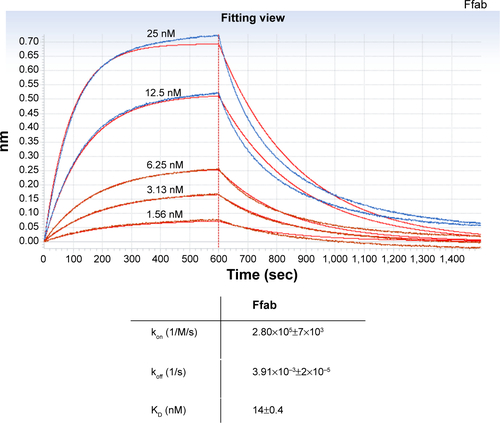 Figure S2 Bio-layer interferometry binding analysis of Ffab antibody fragment.Notes: Sensorgrams of soluble rFOLRα binding to Ffab immobilized on ForteBio streptavidin biosensor tips. Blue curve indicates measured binding kinetics and red line indicates best-fit curve from kinetic modeling. The best-fit on rate, off rate, and equilibrium dissociation constants are provided below the sensorgrams.Abbreviations: fab, an engineered monoclonal antibody fragment; Ffab, Farletuzufab, engineered from monoclonal antibody Farletuzumab; Bfab, Botulifab anti-botulinum toxin fab fragment; rFOLRα, recombinant folate receptor alpha; sec, seconds.