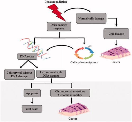 Figure 1. Effects of Ionizing Radiation on Tumor Formation.