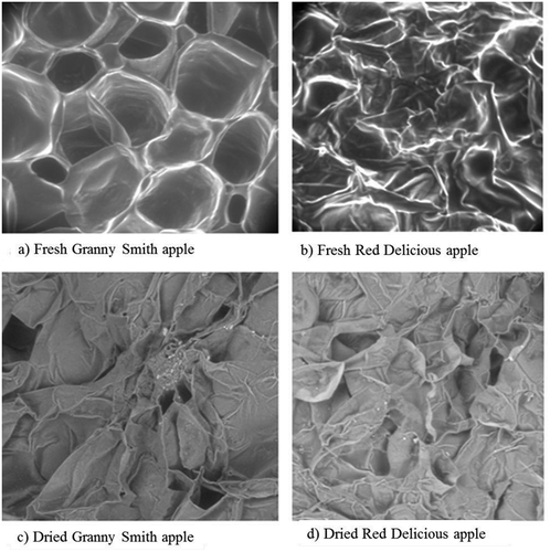 FIGURE 5 Microstructure of fresh and dried apple samples (500×).