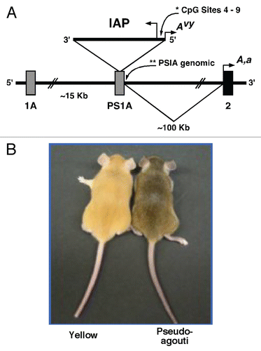 Figure 1 The Avy metastable epiallele. (A) The viable yellow agouti (Avy) allele contains a contra-oriented IAP insertion within pseudoexon 1A (PS1A) of the Agouti gene. A cryptic promoter (short arrow labeled Avy) drives constitutive ectopic Agouti expression. Transcription of the Agouti gene normally initiates from a developmentally regulated hair-cycle specific promoter in exon 2 (short arrow labeled A, a). (B) Genetically identical Avy/a offspring representing the yellow and pseudoagouti coat color phenotypes are shown. * indicates 5′LTR of the Avy IAP region and **represents non-IAP genomic PS1A region.