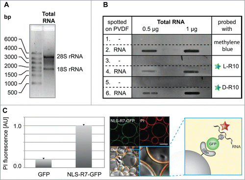 Figure 4. Analyses of RNA binding to poly-(R)peptides and GFP fusions. (A) Total RNA used for in vitro RNA binding assays separated by size showing the absence of genomic DNA contamination, as well as characteristic bands for the 28S and 18S rRNA, which are primarily synthesized and localized in nucleoli. The slot blot in (B) (representative from 2 independent experiments), rows 1 and 2, show a methylene blue stained PDVF membrane in the absence (1) and presence (2) of different amounts of total RNA (0.5 µg and 1 µg) and were used as a loading control. The rest of the blot shows the binding of fluorescently tagged L-R10 (3 and 4) and D-R10 (5 and 6) in the absence (3 and 5) and presence (4 and 6) of total RNA. Slots lacking RNA (rows 5 and 6) do not show binding of L- and D-R10, respectively. In contrast, slots probed with increasing amounts of RNA show increasing L- and D-R10 binding. (C) In vitro RNA pulldown assay using NLS-R7-GFP immobilized to sepharose beads via the GFP binding protein (GBP) (scheme). RNA was stained using propidium iodide (PI) and GFP alone was used as a negative control. RNA binding was measured on a fluorescent plate reader (bar plot) and imaged by confocal microscopy (microscopic images). Plots represent the average plus standard deviation of 2 independent experiments. Scalebar: 100 µm.