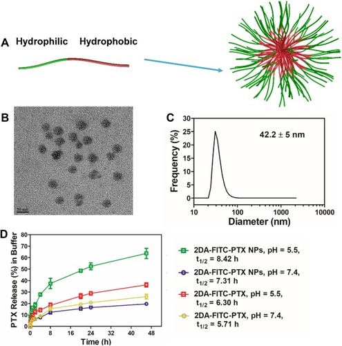 Figure 2 Formulation and characterization of prodrug-based nanoparticles. (A) Schematic illustration of the procedure for self-assembly of 2DA-FITC-PTX NPs. (B) TEM images of 2DA-FITC-PTX NPs. (C) DLS of 2DA-FITC-PTX NPs. (D) In vitro release of PTX in different buffer. PTX concentration was measured by HPLC. The release was expressed as mean ± standard deviation based on triplicate experiments.Abbreviations: 2DA-FITC-PTX NPs, 2-glucosamine-fluorescein-5(6)-isothiocyanate-glutamic acid-paclitaxel nanoparticles; TEM, transmission electron microscopy; DLS, dynamic light scattering; PTX, paclitaxel; HPLC, high-performance liquid chromatography.