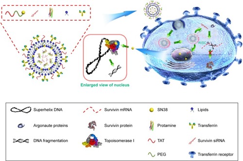 Figure 1 The liposomes structure and effect mechanisms of Tf-L-SN38/P/siRNA.Notes: Protamine couples siRNA to form the liposomes core, lipids and TAT-PEG-SN38 are used as skeleton of liposomes, Tf could provide targeting capability. They together constitute the liposomes delivery system of Tf-L-SN38/P/siRNA to co-deliver SN38 prodrug and siRNA. Tf-L-SN38/P/siRNA mainly enters cells by Tf mediated endocytosis, TAT-PEG-SN38 and survivin siRNA then induce cells apoptosis by inhibiting topoisomerase I and RNA interference.Abbreviations: RISC, RNA-induced silencing complex; Tf, transferrin.