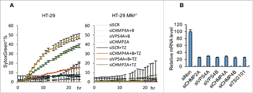 Figure 5. ESCRT-III machinery antagonizes HT-29 necroptotic cell death. (A) Incucyte quantification of SytoxGreen+ HT-29 (left) and HT-29 Mlkl−/− (right) cells transfected with the indicated siRNA and stimulated with TZ (50 ng/mL TNF and 100 μM zVAD) over time. For all Incucyte quantifications, data are mean ± S.D. of at least triplicate samples. (B) Efficiency of siRNA silencing in HT-29 cells, determined by qRT-PCR.
