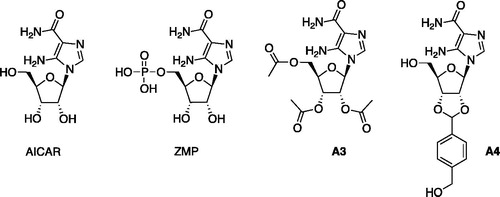 Figure 1. Structures of AICAR and ZMP and derivatives A3 and A4.