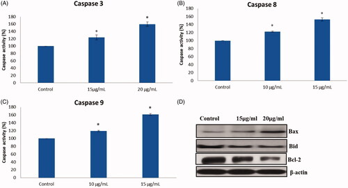 Figure 7. (A–C) Colorimetric assay for caspase-8, 9 & 3 activity expression in AuNPs treated PANC-1 cells. (D) Western blotting images for Bax, Bcl-xl, Bcl-2 and caspase-3 protein expression in AuNPs treated PANC-1 cells.