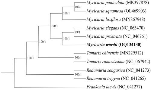 Figure 3. Maximum-likelihood (ML) and Bayesian inference (BI) phylogenetic trees based on 11 plastomes with Frankenia laevis as an outgroup. The numbers near the nodes were the bootstrap values for ML and posterior probabilities for BI tree of each clade, respectively. The following sequences were used: Myricaria paniculata MK397878, Tamarix chinensis MN229512, Tamarix ramosissima NC_067942, Reaumuria songarica NC_041273, Reaumuria trigyna NC_041265 and Frankenia laevis NC_041277 (Yao et al. Citation2019), Myricaria laxiflora MN867948 (Wang et al. Citation2020), Myricaria elegans NC_063470 (Han et al. Citation2021), Myricaria prostrata NC_046761 and Myricaria squamosa OL469903 (Chi et al. Citation2019).