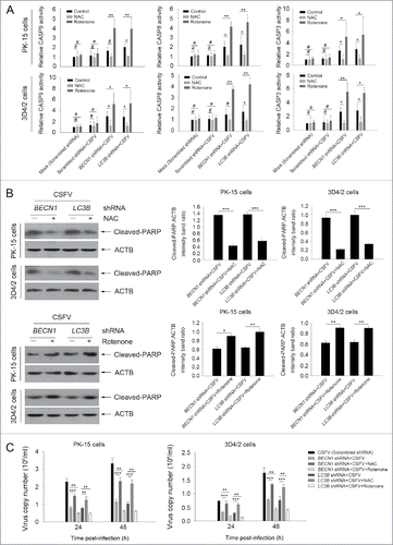 Figure 11. Regulation of ROS levels within autophagy-impaired cells triggers the extrinsic apoptosis pathway during CSFV infection. (A) PK-15 and 3D4/2 cells were treated and cultured as described in the legend to Fig. 9A. The activities of CASP3, CASP8, and CASP9 in cell samples were assessed by the CASP activity assay as described in Materials and Methods. The data represent the mean ± SD of 3 independent experiments. One-way ANOVA test; test of homogeneity of variances, P < 0.05, Dunnett's T3 (3) was used for correction of post-hoc test. *, P < 0.05; **, P < 0.01; #, P > 0.05. (B) PK-15 and 3D4/2 cells were treated and cultured as described in the legend to Fig. 10A and B. The levels of cleaved-PARP and ACTB (loading control) were detected by western blot using specific antibodies. The relative expression ratios of these proteins were assessed by densitometric scanning. The data represent the mean ± SD of 3 independent experiments. One-way ANOVA test; test of homogeneity of variances, P > 0.05, LSD (L) was used for correction of post-hoc test. *, P < 0.05; **, P < 0.01; ***, P < 0.001. (C) PK-15 and 3D4/2 cells were transfected as described in the legend to Fig. 9A. At 24 and 48 h after CSFV infection, virus copy number was detected by qRT-PCR as described in Materials and Methods. The data represent the mean ± SD of 3 independent experiments. One-way ANOVA test; test of homogeneity of variances, P > 0.05, LSD (L) was used for correction of post-hoc test. **, P < 0.01; ***, P < 0.001.