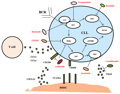 Figure 1. A schematic drawing of the microenvironmental interactions among CLL cells, T cells, and stromal cells described in the current review with targeting drugs.