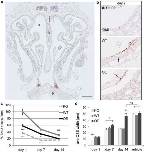 Figure 1. Cellular proliferation and survival of newly born cells in the regeneration of olfactory sensory epithelium are altered after acute nasotoxic injury. (a) Representative coronal section of nasal turbinate from animals that were collected at 1, 7, and 14 days after BrdU injection in both vehicle and MTZ treated animals. BrdU-labelling (brown stain) of mitotically active cells was performed to assess the effect of the prion level. a: nasal airway; s: septum; p: hard pallet. Scale bar is 500 μm. Dorsal septum region, boxed, is enlarged in panel (b): representative images of dorsal septum region quantified at day 7 in all three genotypes. Brackets highlight sloughed OSE retained within the nasal cavity, which is separate from the regenerating OSE. The arrow denotes a BrdU+ cell within the OSE. The orange line represents the WT OSE width at each time point, included in the OE and KO sections for visual comparison. Scale bar is 50 μm. (c) Proliferation was quantified at 1 day post-BrdU injection. BrdU-labelling at 7 and 14 days post-injection indicate survival. Quantifications are relative to WT day 1 values. (d) Regeneration of the OSE was quantified by measuring the OSE width at the dorsal septum in the posterior nasal cavity. Statistical analyses by ANOVA, where *P < 0.05, **P < 0.01, ***P < 0.001 (n = 3 each)