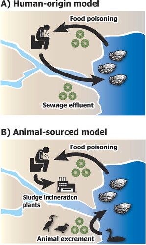 Figure 1. Two distinct models of the infection cycle of human noroviruses examined in this study. (A) Human-origin model of food poisoning of marine bivalves by noroviruses. The infection is sourced from insufficiently treated sewage water. (B) Animal-sourced model of norovirus in marine bivalves. The sewage sludge is well-treated using incineration, particularly in current developed countries. The norovirus is persistently provided by unknown animal activities that occur cyclically or seasonally.