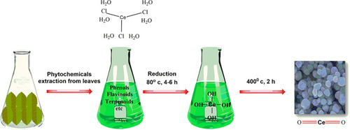 Figure 2 Biosynthesis: Reduction, stabilization and characterization of CeO2 nanoparticles.