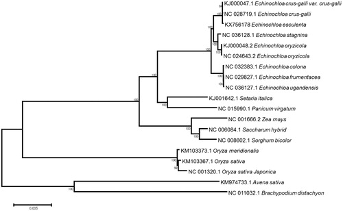 Figure 1. Phylogenetic tree based on the chloroplast genome of E. esculenta with their other grass species. Maximum likelihood (ML) tree was generated using MEGA6 with 1000 bootstrap replications.