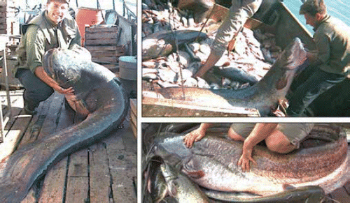 Figure 4. Some endemic fishes of European Russia are relatively immune to non-anthropogenic predation when at adult size. One of these is the Wels Catfish Siluris glanis, as netted in the Tsimljansky Reservoir. It is primarily found in deeper waters of larger rivers, but grows to very large size near dams in reservoirs, yet is harvested as food. Photo credits: Dmitry A. Vekhov.