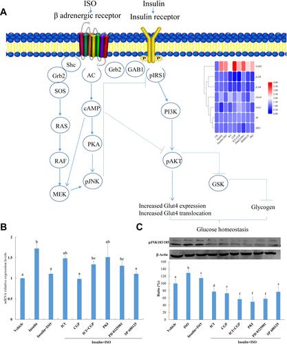 Figure 4 (A) β2AR and IR protein complex and schematic diagram of its role in insulin signalling pathway; (B) Gene expression levels of Glut4 under various treatment. Vehicle, Control; Insulin, 200 nM insulin treatment for 30 mins; Insulin+ISO, pretreatment with 10 μM ISO for 4 h before 200 nM insulin treatment for 30 mins; ICI, CGP, ICI+CGP, PKI, PD 0325901, SP600125 pretreatment for 30 mins and then stimulated with 10 μM ISO for 4 h before 200 nM insulin treatment for 30 mins; β-actin was used as an internal control and gene expression profiles were evaluated using the 2−∆∆C method. Three biological replicates for each sample were performed and bars represented the standard deviations. Different letters on top of the bars indicate statistically significant differences (ANOVA, Duncan post hoc test, p<0.05) between various treatments. (C) Phosphorylation of JNK in H9C2 cells under various inhibitor treatment. Vehicle, Control; Insulin, 200 nM insulin treatment for 30 mins; Insulin+ISO, pretreatment with 10 μM ISO for 4 h before 200 nM insulin treatment for 30 mins; ICI, CGP, ICI+CGP, PKI, PD 0325901, SP600125 pretreatment for 30 mins and then stimulated with 10 μM ISO for 4 h before 200 nM insulin treatment for 30 mins. Different letters on top of the bars indicate statistically significant differences (ANOVA, Duncan post hoc test, p<0.05) between various treatments.