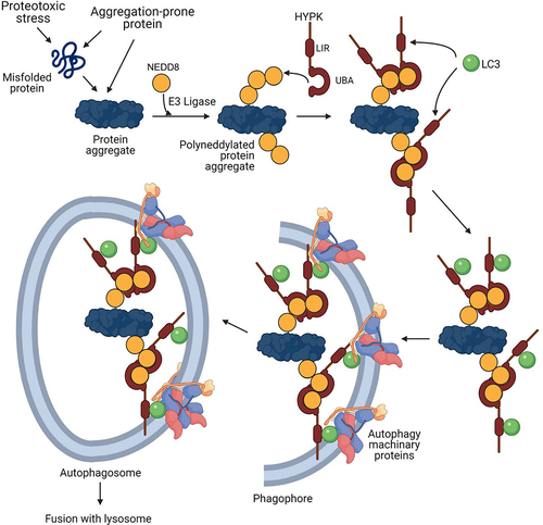 Figure 8. Model of neddylation-dependent aggrephagy and the role of HYPK in this process. In conditions of intrinsic and/or extrinsic proteotoxic stress, intracellular protein aggregates are progressively neddylated. HYPK binds to NEDD8 of the polyneddylated protein aggregates by using its C-terminal UBA domain, followed by recruitment of LC3 to the site by HYPK’s LIR. This promotes autophagosomal enclosing of the neddylated protein aggregates for their subsequent degradation upon delivery to lysosome.