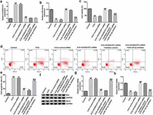 Figure 4. Down-regulation of miR-124-3p abolished the influence of KCNQ1OT1-siRNA on cells growth and apoptosis in H2O2-stimulated SRA01/04 cells.