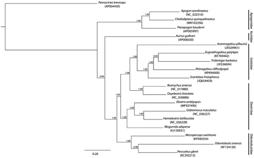 Figure 1. The phylogenetic relationship of selected Gobiomorpharia genera inferred from the whole mitogenome using a Bayesian inference with GTR model of DNA substitution as implemented in MrBayes v3.2.6 (Hulsenbeck and Ronquist Citation2001). The tips of the tree show the species name and GenBank accession number of the mitogenomes, while the families are indicated on the right-hand side of the figure. The posterior probability of each branch is denoted by the number in the nodes. The species Petroscirtes breviceps was used as an outgroup.
