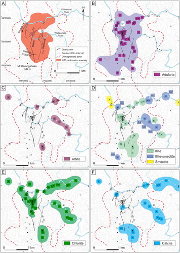 Figure 7. Surface maps showing the distribution of hydrothermal alteration minerals at the Karangahake deposit identified from XRD. A, Major veins plus outlines for the aeromagnetic demagnetised zone and radiometric K anomaly (Harris et al. Citation2005), B, adularia, C, albite, D, illite, mixed-layered illite-smectite, smectite, E, chlorite, and F, calcite. (Stuart et al. Citation2005; Simpson et al. Citation2019). Sample locations are marked by x’s. The amount of interlayered illite in mixed-layered illite-smectite is indicated in the boxes; 0.9 corresponds to an illite-smectite with 90 percent illite.