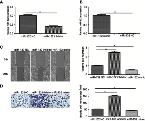 Figure 2 miR-132 inhibited the migration and invasion of BC cells. (A) QRT-PCR analysis of miR-132 expression in T24 cells transfected with miR-132 inhibitor was decreased compared to the mimic control cells. (B) miR-132 expression in cells transfected with miR-132 mimic is increased compared to the mimic control cells. (C) Wound-healing assays indicated that upregulation of miR-132 inhibits bladder cancer cell migration (×100). (D) Transwell experiments showed that the upregulation of miR-132 inhibits the invasion of bladder cancer cell (× 100). Notes: *p<0.05; **p<0.01.