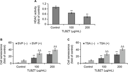 Figure 3 Effects of TLBZT on HDAC activity.