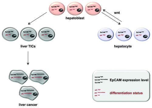 Figure 2. EpCAM expression in normal and regenerating liver, mature hepatocytes, liver carcinomas and TICs thereof. During liver morphogenesis and regeneration upon injury or chronic inflammation, EpCAM expression correlates with a proliferative and low differentiation. Liver precursors (hepatoblasts) are characterized by EpCAMhigh and downregulate this EpCAM expression upon differentiation into mature hepatocytes (differentiationlow). This process is partly regulated by the Wnt signaling pathway, which also dictates EpCAM expression. For the case of malignant transformation, EpCAM remains highly expressed in liver TICs and show an intermediate phenotype in hepatocellular carcinomas (differentiationintermediate).