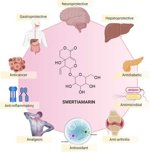 Figure 7 Pharmacological properties and therapeutic potential of swertiamarin.