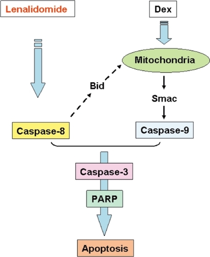 Figure 2 Potential mechanisms of synergistic cytotoxicity by lenalidomide plus Dex treatment in MM cells. Lenalidomide triggers caspase-8 dependent apoptosis, whereas Dex induces caspase-9 dependent apoptosis. The combination therefore triggers dual apoptotic signaling cascades.