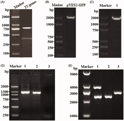 Figure 2. Identification of a thymidine synthase-deficient strain and its integrated pPICZ-PGK1-CCT-TS vector. (A) Agarose gel electrophoresis pattern of the upstream and downstream homologous sequences from the amplified TS gene, wherein the two bands shown are the two PCR products and represent the upstream and downstream homologous sequences of the TS gene. (B) Cloning electrophoresis identification of the GFP gene and its homologous sequences, with a size of approximately 1900 bp. (C) PCR identification of the TS gene knockout strain. Lane 1 is the GM4 strain with TS gene knockout. (D) PCR detection of the recombinant GM4-ΔTS-PGK1-CCT strain inserts CCT. Lanes 1 and 2 are the recombinant strains and lane 3 is an empty vector strain. (E) Identification of the pPICZ-PGK1-CCT-TS integration vector by double digestion. Lane 1 is the recombinant plasmid pPICZ-PGK1-CCT-TS. The results show that the upper band is an empty plasmid and a TS gene fragment, and the lower band is CCT gene fragment and the PGK1 promoter. Lane 2 is the pPICZ-rD plasmid from which the resistance gene was removed and lane 3 was pPGK1Z-rD (pPGK1Z-rD as a negative control).