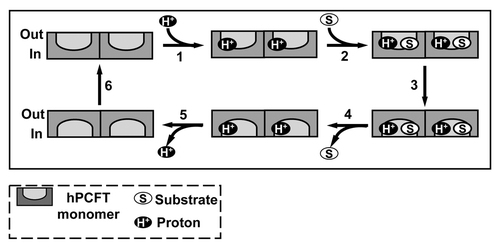 Figure 5. Proposed reaction scheme for hPCFT-mediated cellular uptake involving cooperative interactions between hPCFT monomers. Based on the “alternate access model” for secondary transporters such as Lac Y,Citation91 adapted from that of Unal et al. for monomeric PCFT,Citation82 an analogous reaction scheme is depicted for hPCFT-mediated transport which incorporates the functional impact of hPCFT oligomerization. The model starts from the outward-facing unloaded dimer, followed by the ordered binding of the co-transported protons (step 1) and (anti)folate substrates (step 2), which triggers a conformational change resulting in simultaneous transition of the two hPCFT monomers to an inward-facing state (step 3). This is followed by an ordered release of substrates (step 4) and then protons (step 5) into the cytoplasm. The unloaded homo-oligomeric unit then returns to the outward-facing state (step 6) to complete the transport cycle. In this model, the two hPCFT monomers are suggested to function cooperatively in facilitating substrate and proton binding, conformational changes, and substrate and proton release. From Hou et al.Citation87
