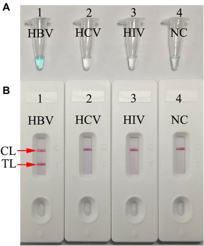 Figure 2 Determination and verification of HBV-MCDA amplification products. (A) The HBV-MCDA amplification products were analyzed with MG reagents through visually observation of the color change. (B) Nanoparticles-based lateral flow biosensor was used for visual detection of HBV-MCDA products. Tube 1/Biosensor 1: positive amplification of HBV standard substance (the Chinese Academy of Metrology); Tube 2/Biosensor 2: negative amplification of HCV (standard substance, The Chinese Academy of Metrology); 3: negative amplification of HIV (standard substance, The Chinese Academy of Metrology); Tube 4/Biosensor 4: blank control (DW).