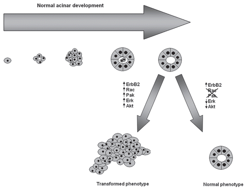 Figure 2 Schematic representation of normal acinar morphology and the effect of ErbB2 signaling on the acinar architecture. Single mammary ephitelial cells seeded on a basement membrane gel recapitulate numerous features of breast epithelium in vivo, including the formation of acinus-like spheroids with a hollow lumen, apicobasal polarization of cells making up these acini and the basal deposition of basement membrane components. Activation of ErbB2 signaling, promotes the activation of several signaling pathways, including the Ras/Raf-1/MEK/Erk and PI3K/Akt pathways disrupting the normal architecture of the acini. Blockade of Rac and Pak activity by using dominant negative mutants as well as small molecule inhibitors restores the normal acinar morphology.