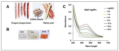 Figure 1 (A) Dragon tongue bean peel (DtbP); (B) Gradual change of DtbP extracts color in the progress of synthesis of DtbP-AgNPs (0–24 h); (C) UV-Vis spectral absorbance result of the DtbP-AgNPs.