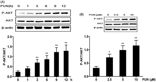 Figure 5. Effect of PUN on PI3K/Akt phosphorylation in IEC-6 cells. (A) Cells were treated with 10 μM PUN for 1, 3, 6, 9 or 12 h. (B) Cells were treated with 2.5, 5 or 10 μM PUN for 12 h. P-Akt and Akt levels were determined by Western blotting, and β-actin was used as a loading control. Data are expressed as mean ± SEM of three independent experiments. Differences between mean values were assessed by one-way ANOVA. *p < 0.05 and **p < 0.01 compared with the control group.