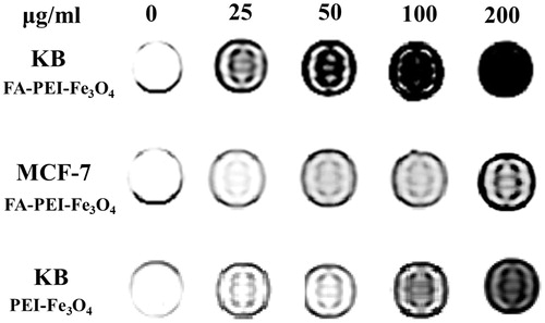 Figure 7. MRI of KB cells and MCF7 cells after incubation with FA-PEI-Fe3O4 or PEI-Fe3O4.