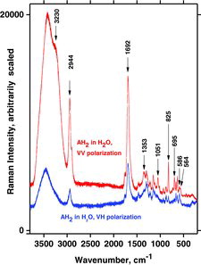 Figure 17. Dependence of Raman spectra of AH2 solution on polarization, as obtained with 532 nm excitation on the DILOR-XY instrument. VV and VH refer to vertically (V) polarized incoming beam being analyzed with a sheet polarizer (V and H) after 90° of horizontal (H) scattering. The temperature was 24°C.