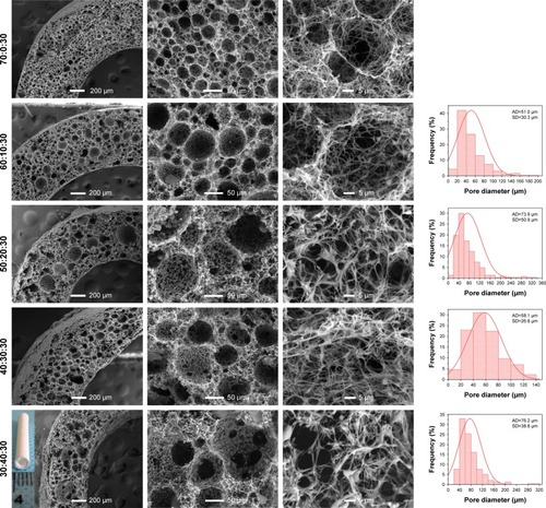 Figure 2 The SEM images and pore diameter distributions of PLLA/PLGA/PCL composite scaffolds with various weight ratios.Note: The inset image was the macroscopic picture of PLLA/PLGA/PCL 30:40:30 tubular scaffold.Abbreviations: AD, average pore diameter; PCL, poly(ε-caprolactone); PLGA, poly(lactic-co-glycolic acid); PLLA, poly(l-lactic acid); SEM, scanning electron microscope.