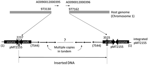 Figure 5. Identified inserted locus of pMT2155 and illustration of integrated plasmid.The breakpoints at the host genome were shown with the position number of reference genome. 4-kb long fragment was deleted between breakpoints. One of the edges of inserted plasmid pMT2155, at 2237, was determined by genome sequencing. It was within the terminator region of expression cassette of xylanase gene. Another edge, at 3525, was identified by PCR cloning. It was around 5ʹ-end of amdS. Southern blotting analysis indicated around 30 copies of plasmid was integrated in tandem form.  However, directions of the integrated plasmid at both edges were opposite, that indicated the rearrangement occurred in the insert. Further structure of the insert is not known.