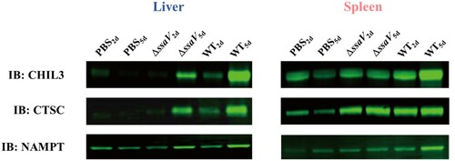 Figure 7. Western blot analysis of CHIL3, CTSC and NAMPT in mice liver and spleen after S. Typhimurium infection.