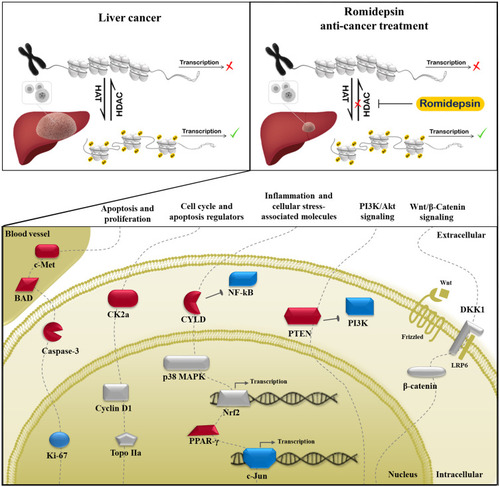 Figure 6 A possible mechanism associated with the tumor-suppressing effect of Romidepsin in DEN-induced HCC mouse model. Romidepsin suppresses liver tumorigenesis, at least in part, by mediating the deregulated expression of extra- and intra-cellular molecules involved in cell proliferation, apoptosis, cell cycle regulation, and inflammation processes, as well as in cancer-related signaling pathways (dashed lines). Molecules whose expression levels are upregulated, downregulated or non-affected by Romidepsin treatment are depicted in red, blue, and grey color, respectively.Abbreviations: BAD, Bcl2-associated agonist of cell death; CK2a, casein kinase 2, alpha 1 polypeptide; c-Met, met proto-oncogene; CYLD, CYLD lysine 63 deubiquitinase; DKK1, dickkopf WNT signaling pathway inhibitor 1; Frizzled, frizzled class receptor 9; HAT, histone acetyltransferases; HDAC, histone deacetylase; Ki-67, antigen identified by monoclonal antibody Ki 67; LRP6, low-density lipoprotein receptor-related protein 6; NF-κB p65, nuclear factor of kappa light chain enhancer of activated B cells, p65; c-Jun, jun proto-oncogene; Nrf2, nuclear factor, erythroid derived 2, like 2; p38 MAPK, mitogen-activated protein kinase 14; PI3K, phosphoinositide-3-kinase regulatory subunit 1; PPAR-γ, peroxisome-proliferator-activated receptor gamma; PTEN, phosphatase and tensin homolog; β-catenin, catenin (cadherin associated protein) beta 1; Topo IIa, topoisomerase (DNA) II alpha; Wnt, wingless-type MMTV integration site family.