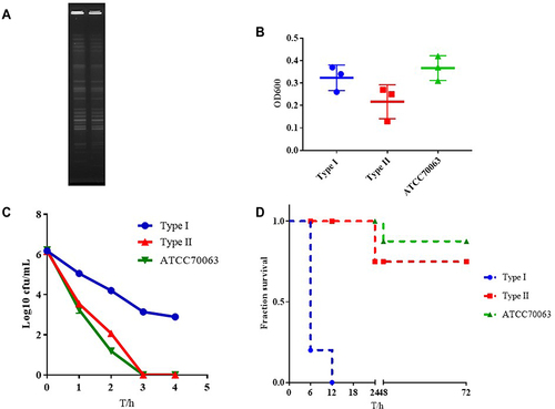 Figure 4 The characteristics of type I and Type II. (A) PFGE dendrogram of these two types. (B) Biofilm formation of type I and Type II. (C) Serum complement-mediated killing of these two types. (D) Virulence potential of type I and Type II in a Galleria mellonella infection model.