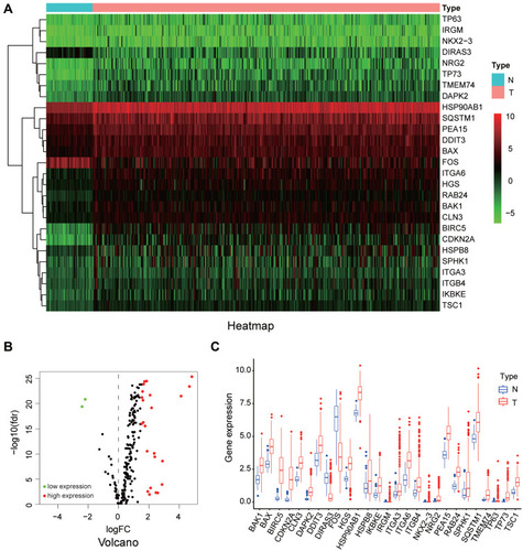 Figure 1 The differentially expressed autophagy-related genes. (A) The heatmaps of 27 DE-ATGs, reflecting the expression levels of different genes in normal and cancer tissues. (B) The volcano plot of the DE-ATGs. (C) The boxplot of the DE-ATGs.