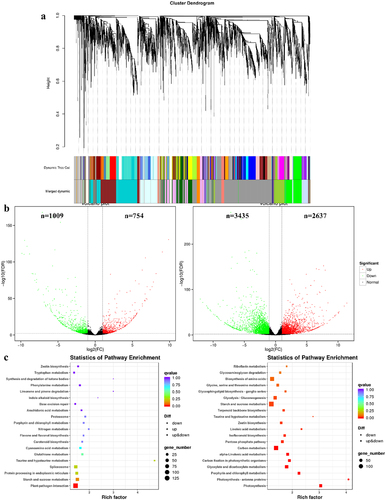 Figure 5. Comparative transcriptomic analysis. (a) Clustering analysis of WGCNA co-expressed genes. (b) Comparison of F1 vs J1 and F3 vs J3 volcano plots, with green dots representing down-regulated genes and red dots representing up-regulated genes. (c) Comparison of F1 vs J1 and F3 vs J3 KEGG-enriched top 20 pathways.